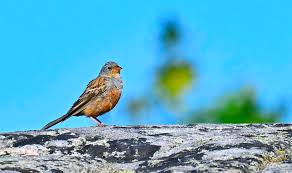 Image result for Emberiza caesia
