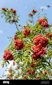 Attēlu rezultāti vaicājumam “Sorbus aucuparia fruit”