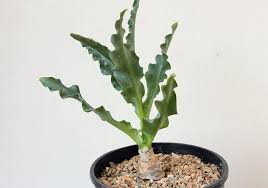 Attēlu rezultāti vaicājumam “Badhamia bethelii stalked”