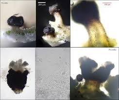 Attēlu rezultāti vaicājumam “Cladonia caespiticia”