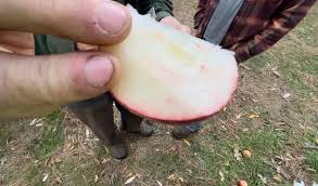 Attēlu rezultāti vaicājumam “Libanotis montana fruit”