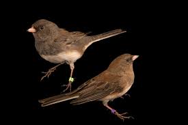 Image result for Junco hyemalis
