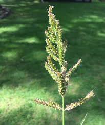 Attēlu rezultāti vaicājumam “Echinochloa crus-galli leaf”