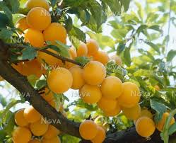 Attēlu rezultāti vaicājumam “Prunus domestica subsp. insitita”