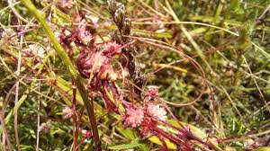 Attēlu rezultāti vaicājumam “Cuscuta epithymum subsp. trifolii flower”