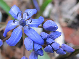 Attēlu rezultāti vaicājumam “Scilla siberica”