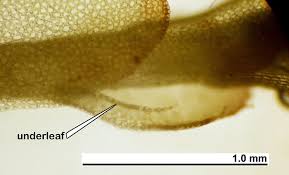 Attēlu rezultāti vaicājumam “Jungermannia leiantha”
