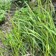 Attēlu rezultāti vaicājumam “Hierochloe odorata”