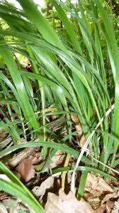 Attēlu rezultāti vaicājumam “Hordelymus europaeus leaf”