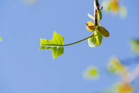 Attēlu rezultāti vaicājumam “Liriodendron tulipifera leaf”