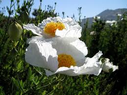 Image result for Romneya coulteri