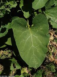 Attēlu rezultāti vaicājumam “Arctium tomentosum”