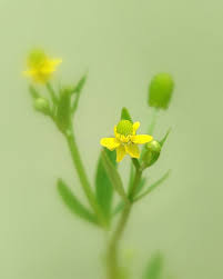 Attēlu rezultāti vaicājumam “Ranunculus sceleratus”