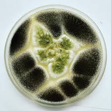 Attēlu rezultāti vaicājumam “Trichia contorta sessile”