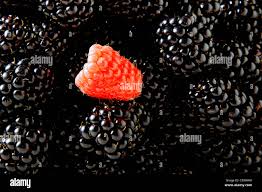 Image result for Rubus sectio