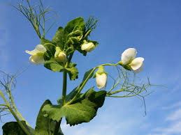 Attēlu rezultāti vaicājumam “Pisum sativum leaf”