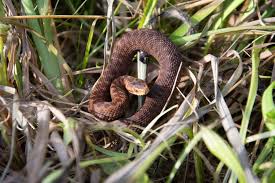 Attēlu rezultāti vaicājumam “Vipera berus”