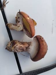 Attēlu rezultāti vaicājumam “Suillus luteus”