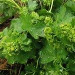 Attēlu rezultāti vaicājumam “Alchemilla subcrenata”