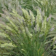 Attēlu rezultāti vaicājumam “Koeleria glauca flower”
