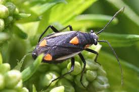 Attēlu rezultāti vaicājumam “Capsodes gothicus”