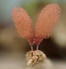 Attēlu rezultāti vaicājumam “Arcyria incarnata spores”