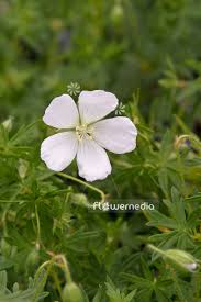 Attēlu rezultāti vaicājumam “Geranium sanguineum flower”