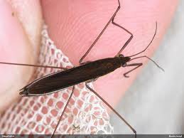 Attēlu rezultāti vaicājumam “Limnoporus rufoscutellatus”