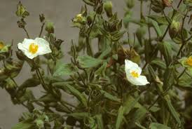 Attēlu rezultāti vaicājumam “Cistaceae”