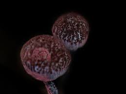 Attēlu rezultāti vaicājumam “Cribraria cancellata stalked”