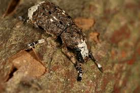 Attēlu rezultāti vaicājumam “Platystomos albinus”