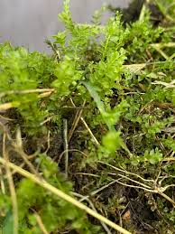 Attēlu rezultāti vaicājumam “Plagiomnium medium”