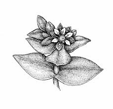 Attēlu rezultāti vaicājumam “Honckenya peploides flower”