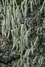 Attēlu rezultāti vaicājumam “Cladonia coniocraea”