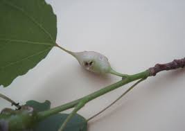 Attēlu rezultāti vaicājumam “Contarinia petioli”