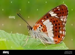 Attēlu rezultāti vaicājumam “Limenitis camilla”