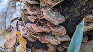 Attēlu rezultāti vaicājumam “Stereum fasciatum”