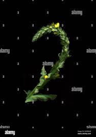 Attēlu rezultāti vaicājumam “Verbascum thapsus bud”