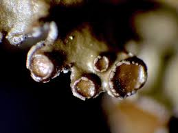 Attēlu rezultāti vaicājumam “Cetraria sepincola”