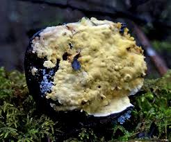 Attēlu rezultāti vaicājumam “Flaviporus citrinellus”