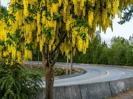 Attēlu rezultāti vaicājumam “Laburnum”