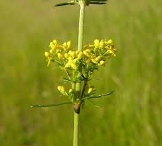 Attēlu rezultāti vaicājumam “Galium verum leaf”