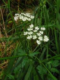Image result for Pimpinella major