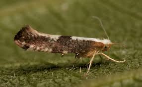 Attēlu rezultāti vaicājumam “Argyresthia spinosella”