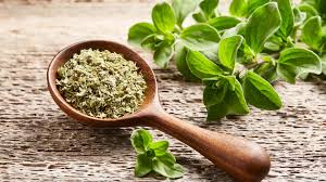 Image result for Oregano