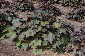 Image result for HEUCHERA americana 'Palace Purple Auslese'