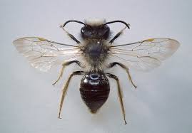 Attēlu rezultāti vaicājumam “Andrena vaga”