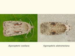 Attēlu rezultāti vaicājumam “Agonopterix alstromeriana”
