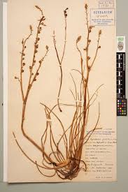 Image result for Asphodelus fistulosus