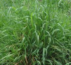 Attēlu rezultāti vaicājumam “Elytrigia repens leaf”